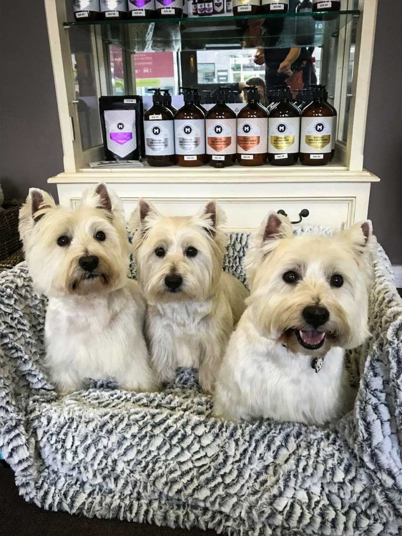 Dog grooming Doncaster, Melbourne Dog Grooming Kew