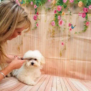 YP website options 4 dog groomer melbourne